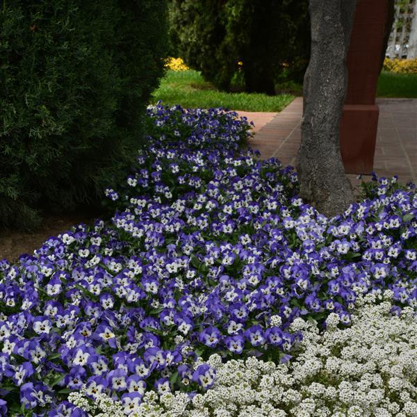 Sorbet® XP Delft Blue Viola - Commercial Landscape 1