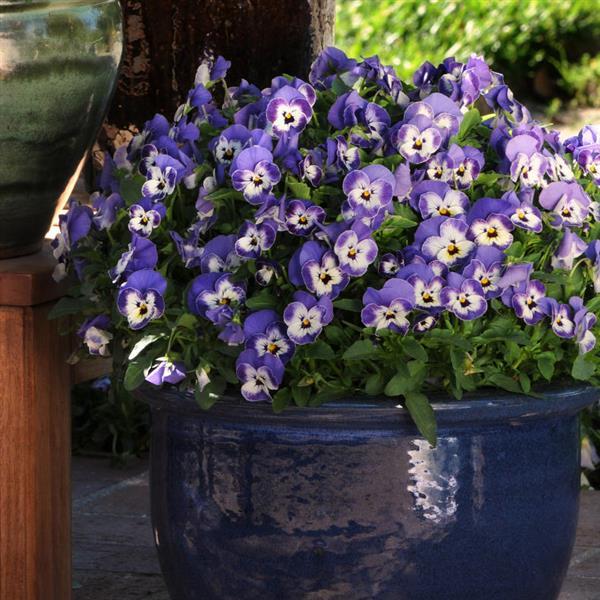 Sorbet® XP Delft Blue Viola - Container