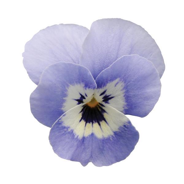 Sorbet® XP Marina Viola - Bloom