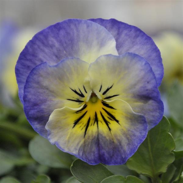Sorbet® XP Neptune Viola - Bloom