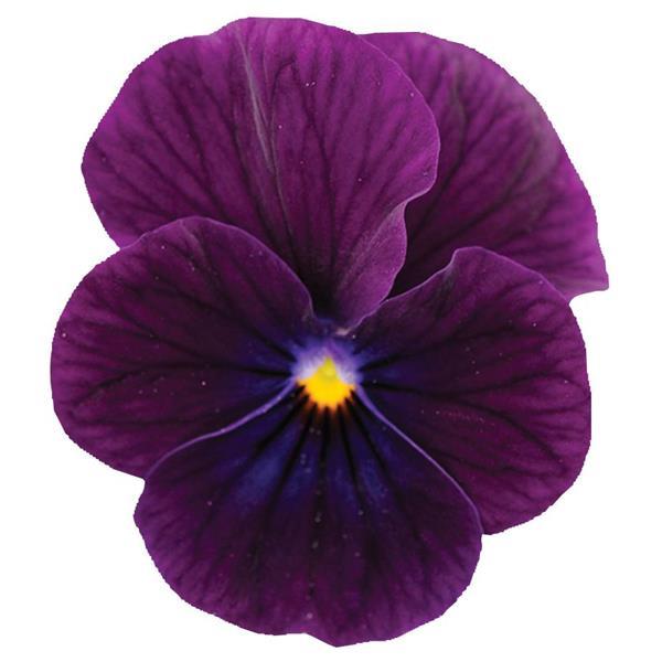 Sorbet® XP Purple Viola - Bloom