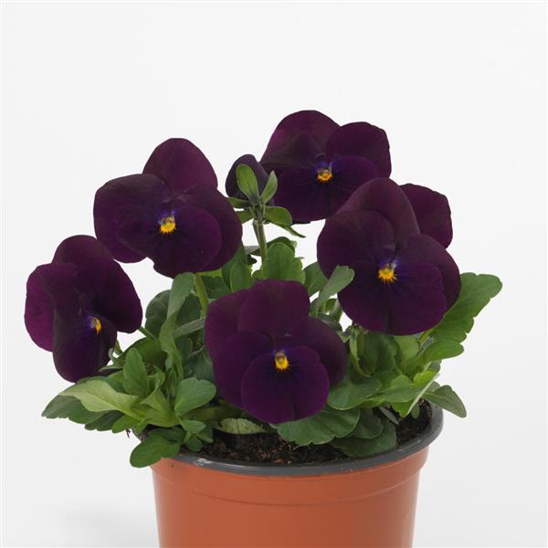 Sorbet® XP Purple Viola - Container