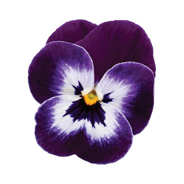 Sorbet® XP Purple Face Viola - Bloom