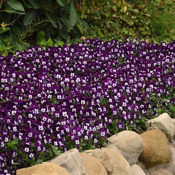 Sorbet® XP Purple Face Viola - Commercial Landscape 1