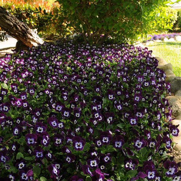 Sorbet® XP Purple Face Viola - Landscape