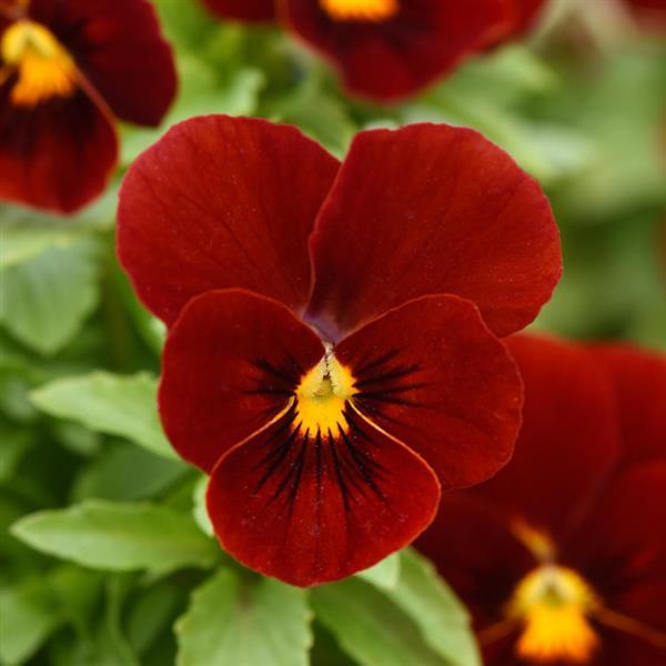 Sorbet® XP Red Viola - Bloom
