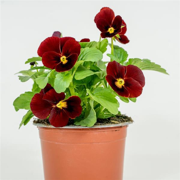 Sorbet® XP Red Viola - Container