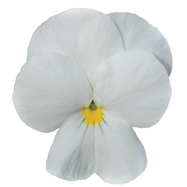 Sorbet® XP White Viola - Bloom