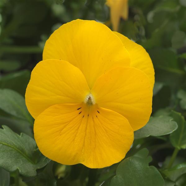 Sorbet® XP Yellow Viola - Bloom