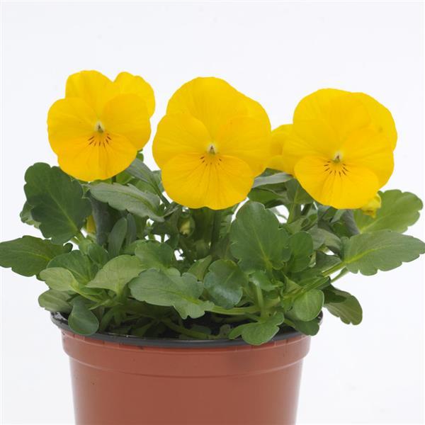 Sorbet® XP Yellow Viola - Container