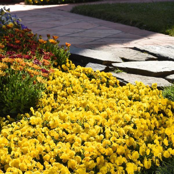 Sorbet® XP Yellow Viola - Landscape