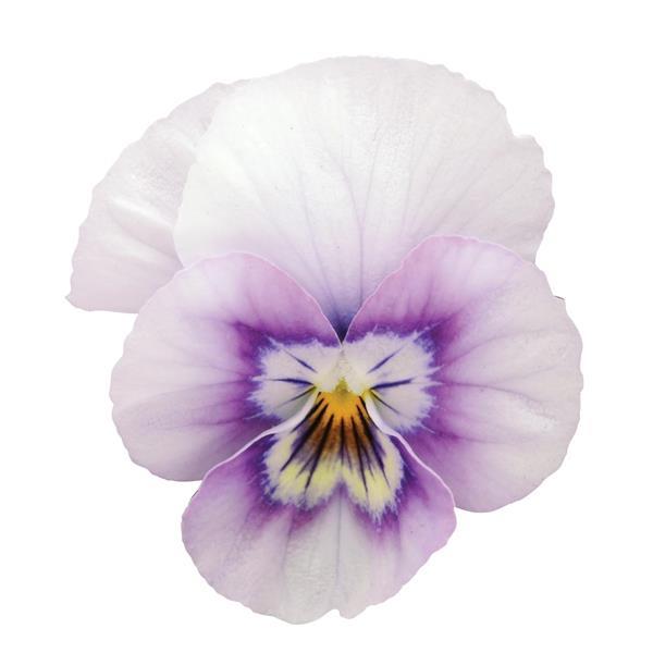 Sorbet® XP Pink Halo Viola - Bloom