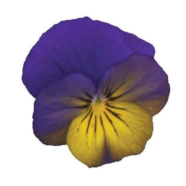 Sorbet® XP Morpho Viola - Bloom
