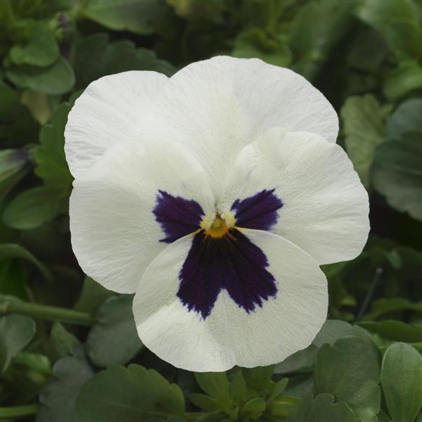 Sorbet® XP White Blotch Improved Viola - Bloom