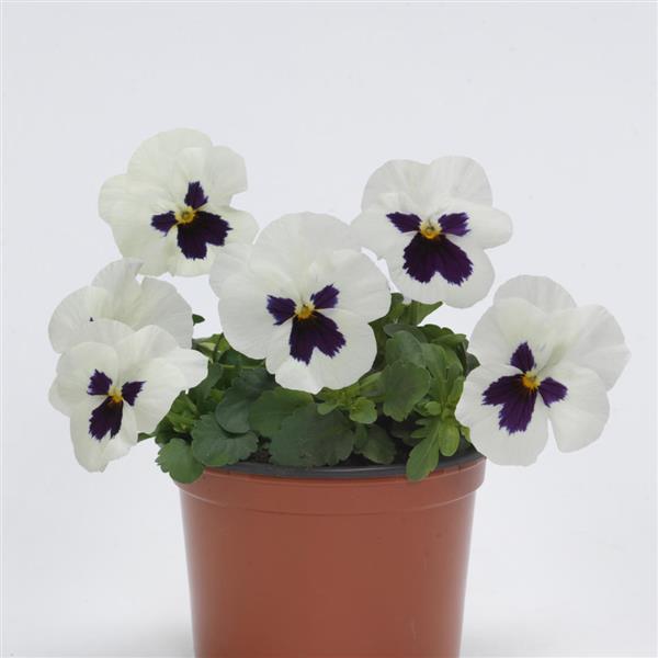 Sorbet® XP White Blotch Improved Viola - Container