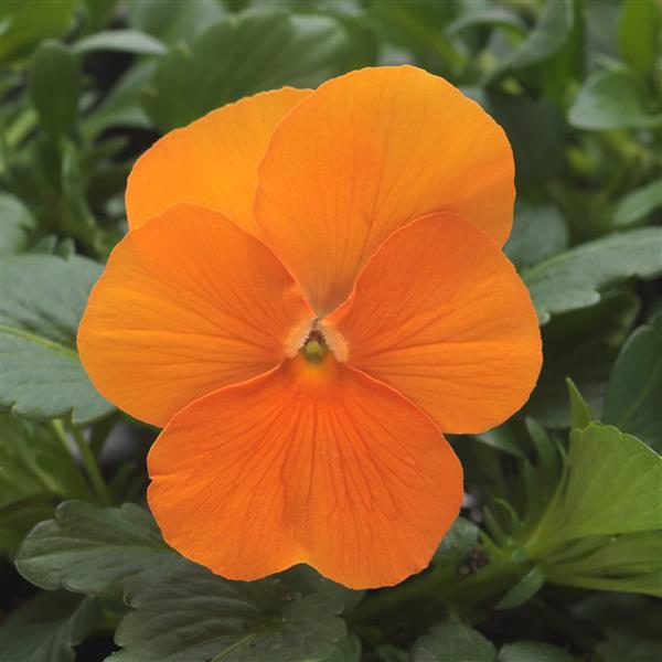 Sorbet® XP Deep Orange Viola - Bloom
