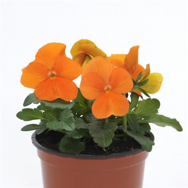 Sorbet® XP Deep Orange Viola - Container