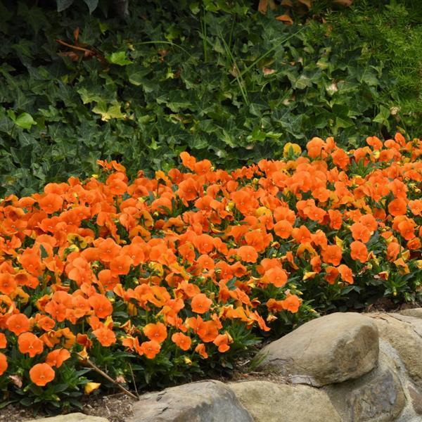 Sorbet® XP Deep Orange Viola - Landscape