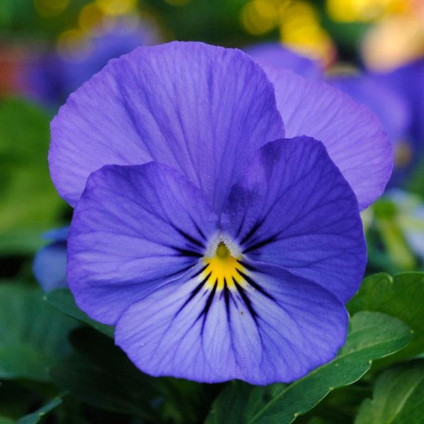 Sorbet® XP True Blue Viola - Bloom