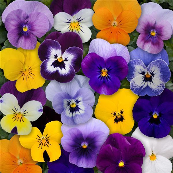 Sorbet® XP Mixture Viola - Bloom