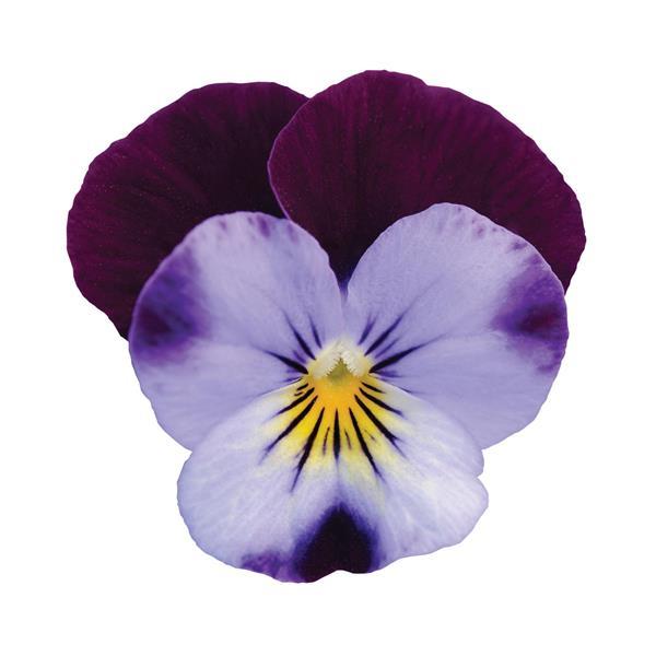 Sorbet® XP Denim Jump Up Viola - Bloom