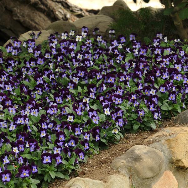 Sorbet® XP Denim Jump Up Viola - Landscape