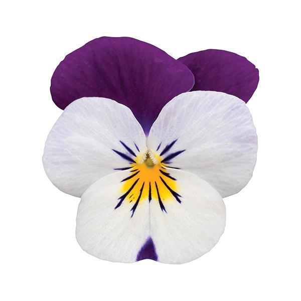 Sorbet® XP White Jump Up Viola - Bloom