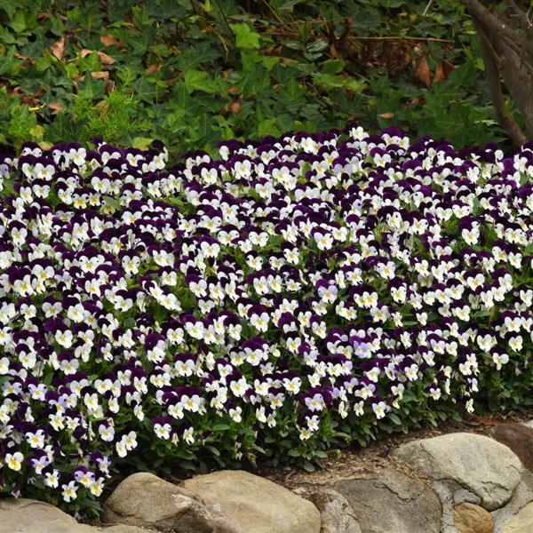 Sorbet® XP White Jump Up Viola - Landscape