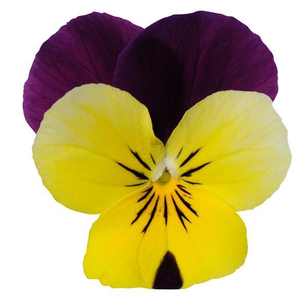 Sorbet® XP Yellow Jump Up Viola - Bloom