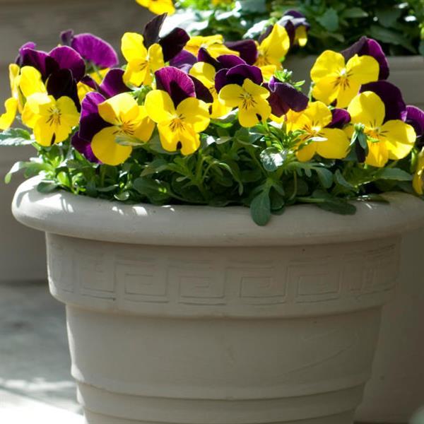 Sorbet® XP Yellow Jump Up Viola - Container