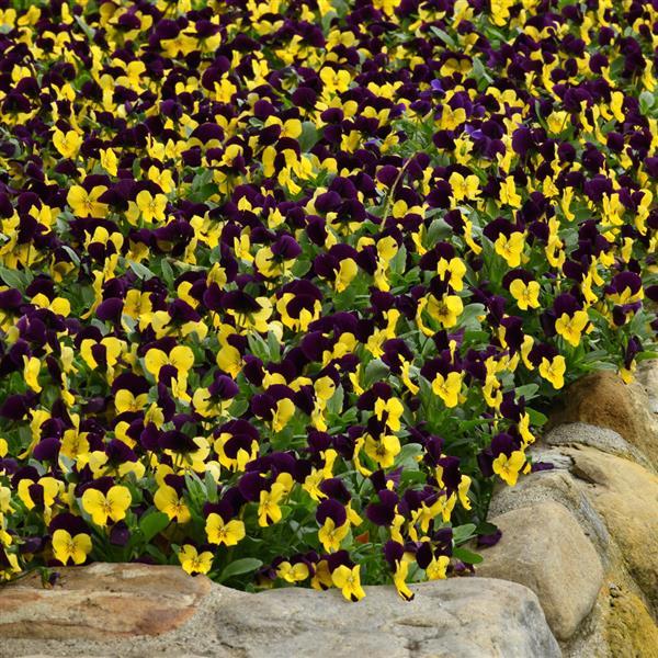 Sorbet® XP Yellow Jump Up Viola - Landscape