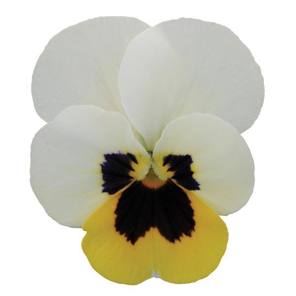 Sorbet® XP Lemon Ice Blotch Viola - Bloom