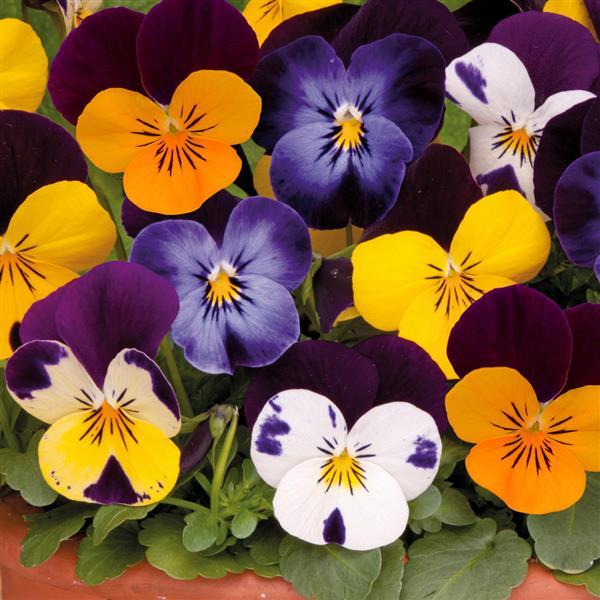Sorbet® XP Jump Up Mixture Viola - Bloom