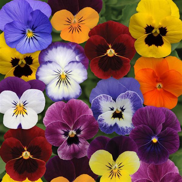 Sorbet® XP Autumn Select Mixture Viola - Bloom