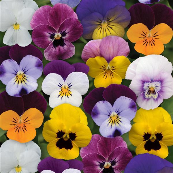 Sorbet® XP Spring Select Mixture Viola - Bloom