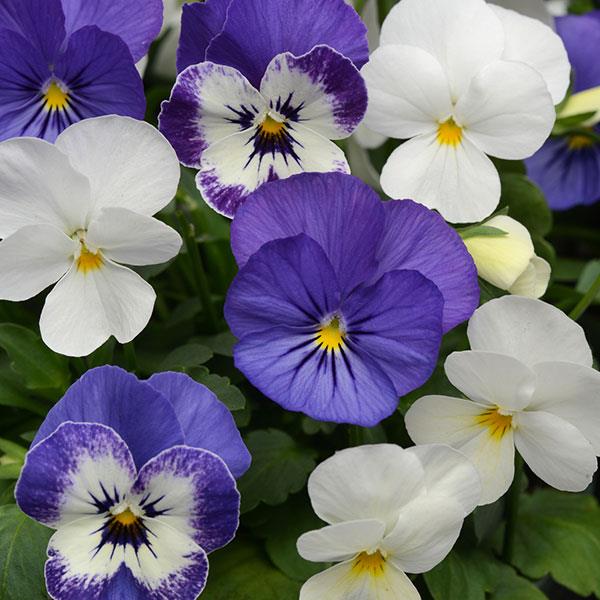 Sorbet® XP Blueberry Sundae Mixture Viola - Bloom