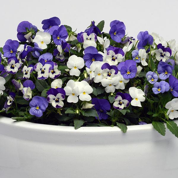 Sorbet® XP Blueberry Sundae Mixture Viola - Container