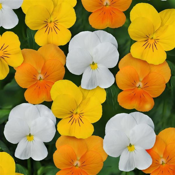 Sorbet® XP Citrus Mixture Viola - Bloom