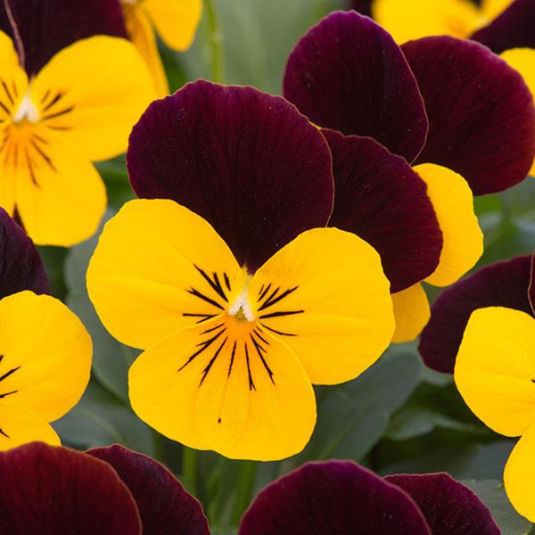 Sorbet® XP Yellow Burgundy Jump Up Viola - Bloom