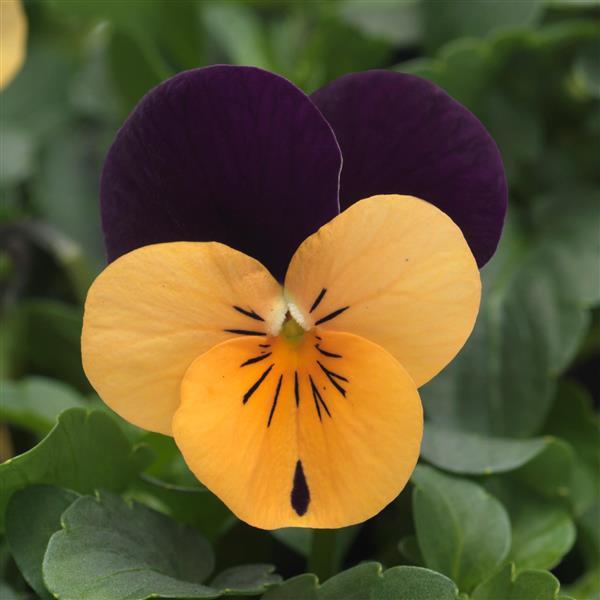Sorbet® XP Orange Jump Up Improved Viola - Bloom