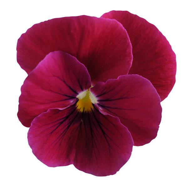 Sorbet® Carmine Rose Viola - Bloom