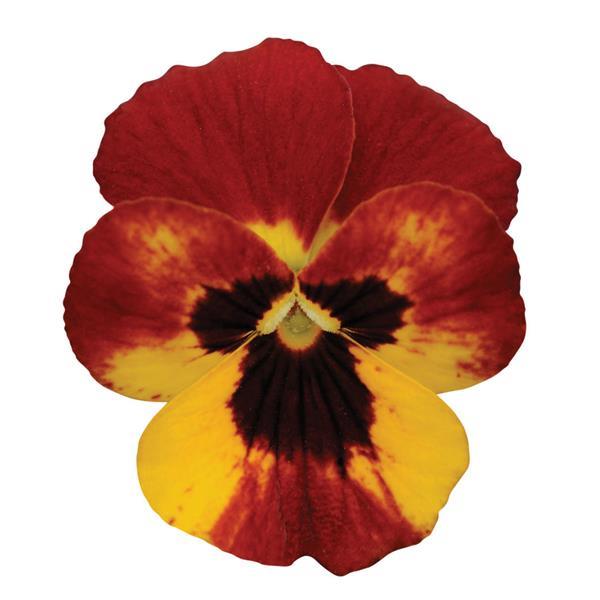 Sorbet® Fire Viola - Bloom