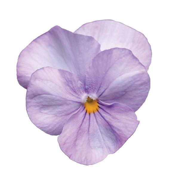 Sorbet® Lavender Pink Viola - Bloom