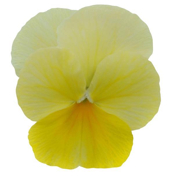 Sorbet® Lemon Chiffon Viola - Bloom
