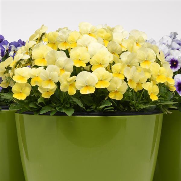 Sorbet® Lemon Chiffon Viola - Container
