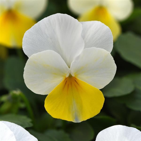 Sorbet® Yellow Beacon Viola - Bloom