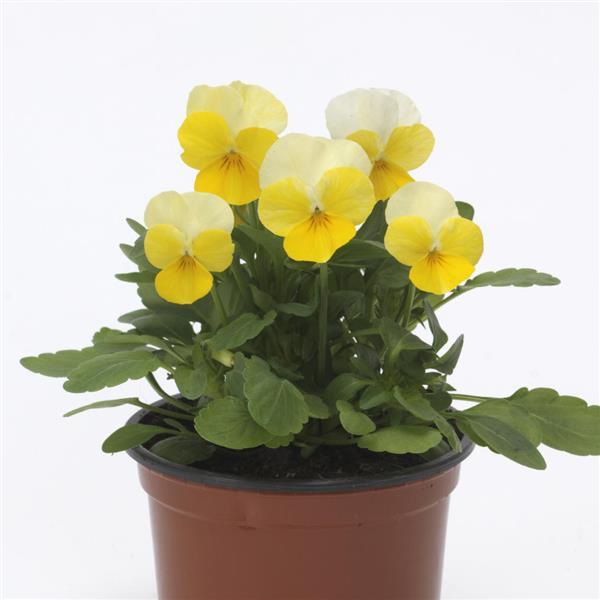 Sorbet® Yellow Beacon Viola - Container