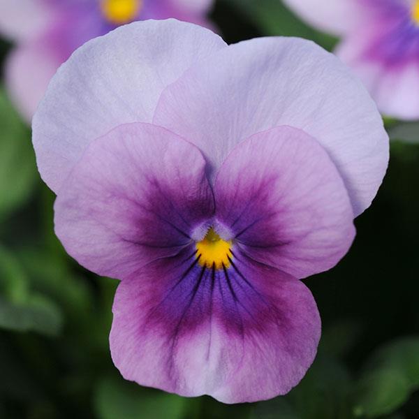 Sorbet® Orchid Rose Beacon Viola - Bloom