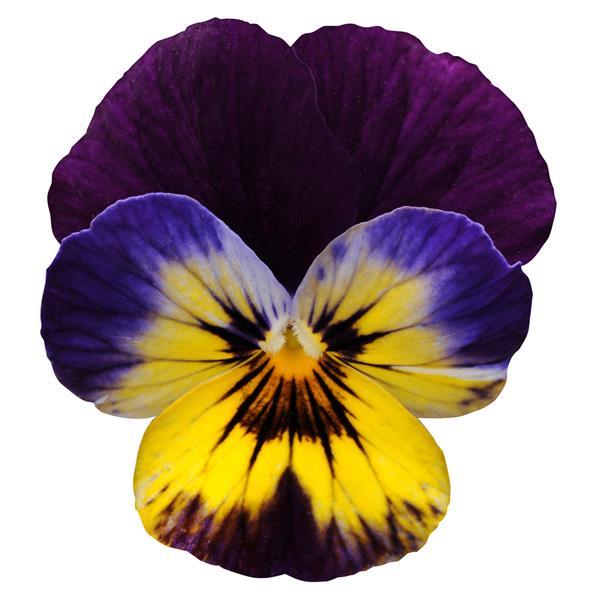 Sorbet® Midnight Glow Viola - Bloom