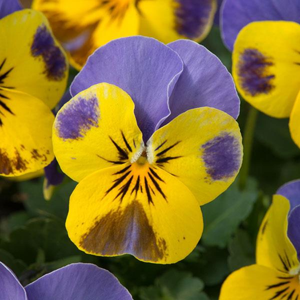 Sorbet® Yellow Blue Jump Up Viola - Bloom